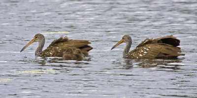 Limpkins and young.jpg