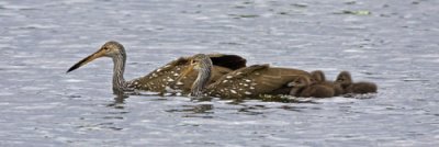 Limpkins with young 2.jpg