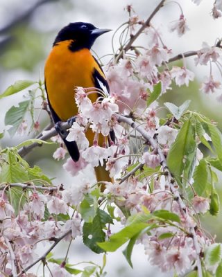 Oriole on Cherry Tree.jpg