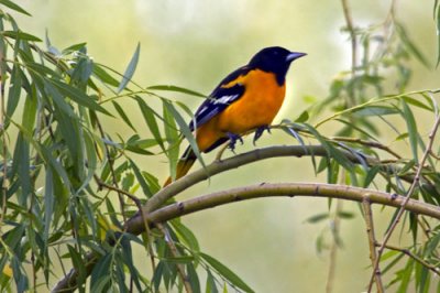 Baltimore Oriole in willow.jpg