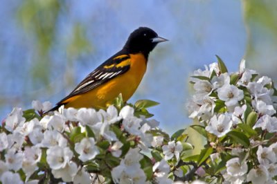 Baltimore Oriole on crab apple.jpg