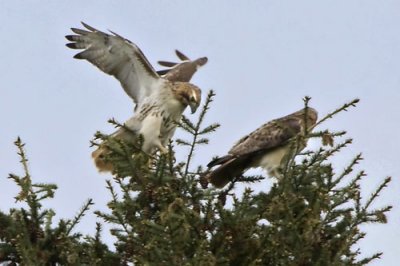 Red-tailed hawk landing.jpg