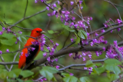 Scarlet Tanager in Redbud Tree.jpg