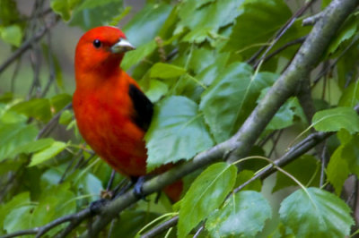 Scarlet Tanager.jpg