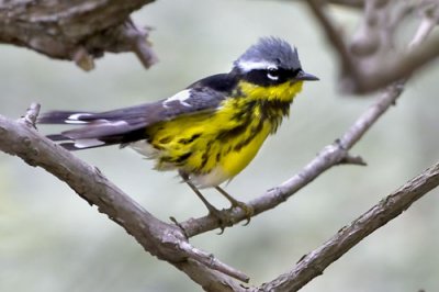 Magnolia Warbler after bath 1.jpg