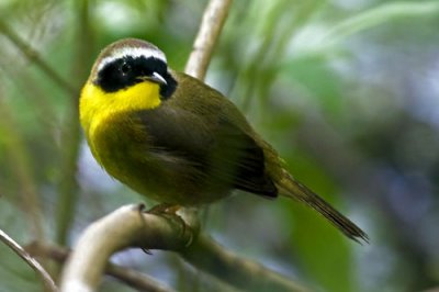 Common Yellowthroat Warbler.jpg