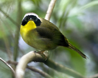 Common Yellowthroat Warbler facing.jpg