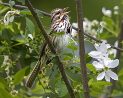 Song Sparrow Singing.jpg