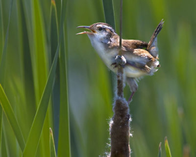 Marsh Wren.jpg