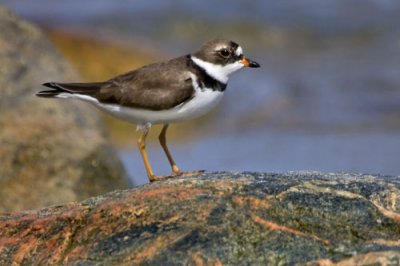 Semipalmated Plover closer.jpg