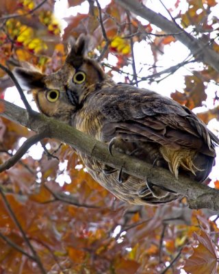 Great Horned Owl in Beech.jpg