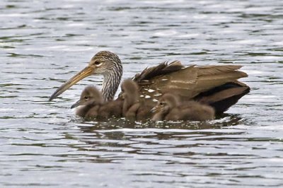 Limpkin and 3 young.jpg