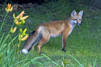 Red Fox Posing in Garden.jpg