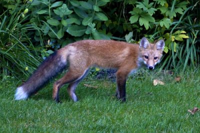 Red Fox in Yard.jpg