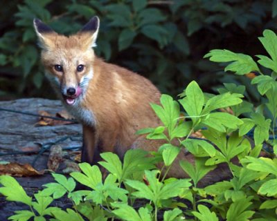 Fox on rock.jpg