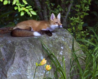 Fox lying on rock.jpg