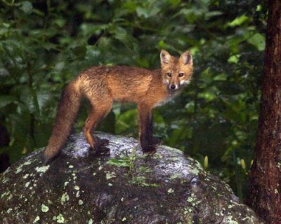 Red Fox standing on rock.jpg