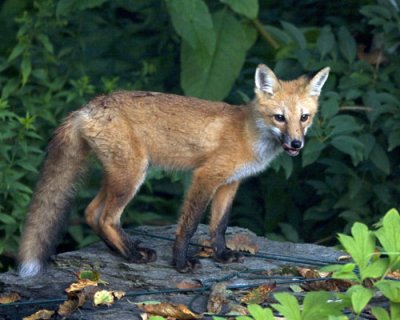 Fox Kit on Rock 2.jpg