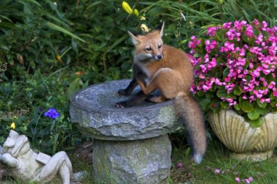 Fox kit scratching on bird bath.jpg