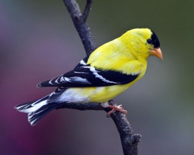 Goldfinch.jpg