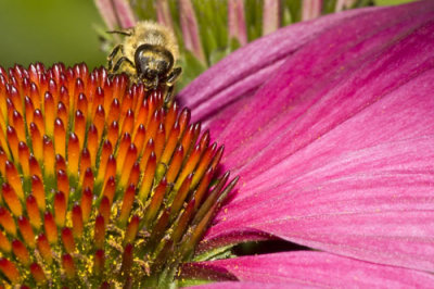 Bee on cone flower.jpg