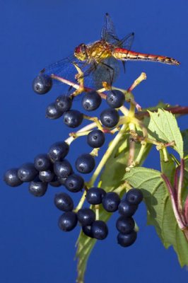 Dragonfly on berries.jpg