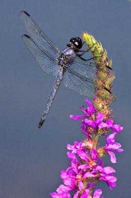 Blue dragonfly on loosestrife.jpg