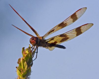Ruby Meadowhawk Dragonfly eating.jpg