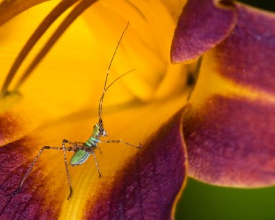 Tiny grasshopper walking into lily.jpg