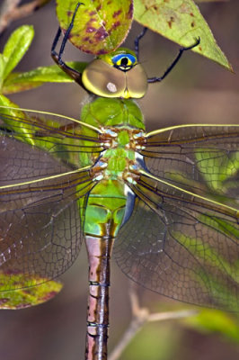 Green Darner Dragonfly.jpg