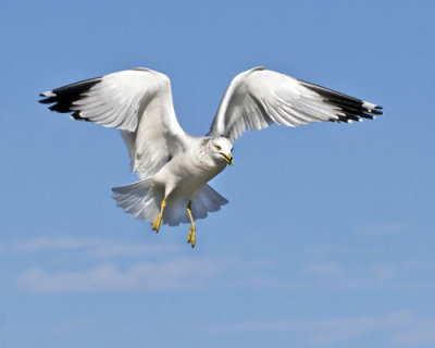 Ring-billed gull flapping.jpg