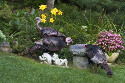 Turkeys drinking at fountain.jpg