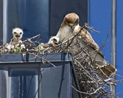 Red-tail mom Ruby with 2 babies.jpg