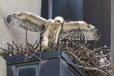 Red-tail baby spreading wings.jpg