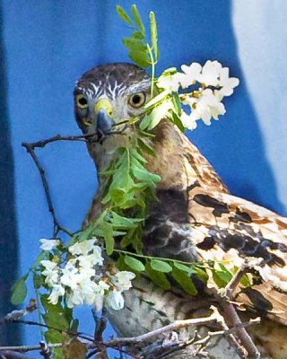 Redtail Mom with Flowers.jpg