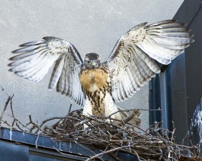 Red-tail Lucy Practicing.jpg