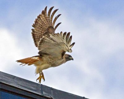 Red-tail Buzz flying from roof.jpg