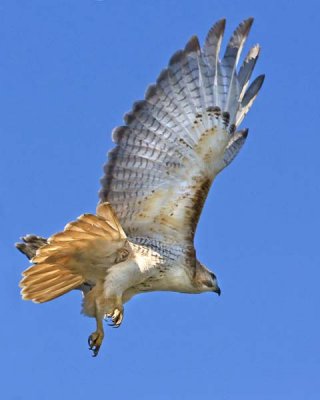Red-tail Adult Flying.jpg