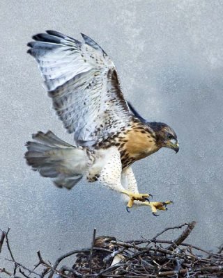 Red-tail Hawk Juvenile Lucy Leaping on Nest.jpg