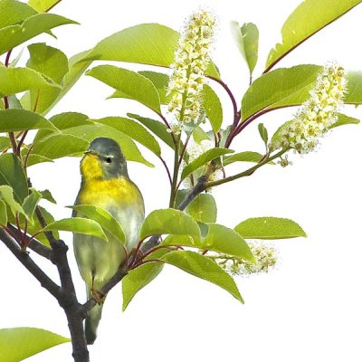 Female Parula Warbler.jpg