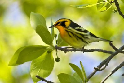 Blackburnian Warbler 2.jpg