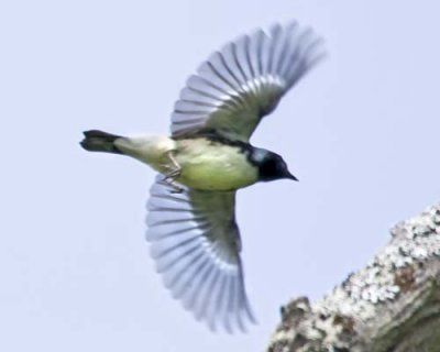 Black-throated Blue Warbler Flying.jpg
