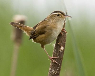 Marsh Wren Posing.jpg