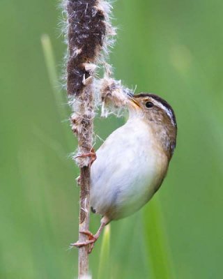 Marsh Wren.jpg