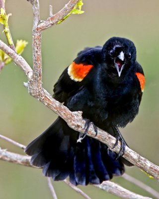 Red-winged Blackbird Displaying.jpg