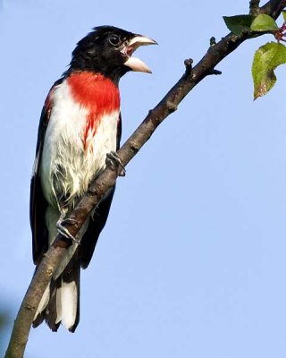 Rose-breasted Grosbeak.jpg