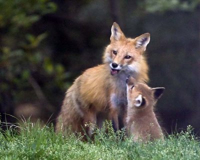 Fox mom with kit.jpg