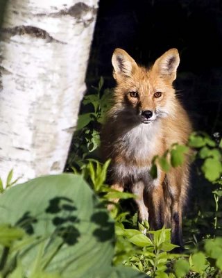 Fox by birch tree 2.jpg