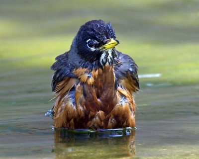 Robin bathing.jpg