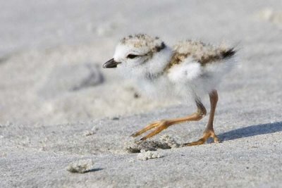 Piping Plover Baby.jpg